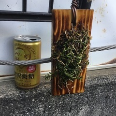 ムカデランの画像