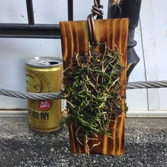 ムカデラン