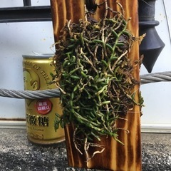 ムカデランの画像
