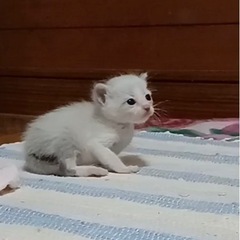 子猫を保護しています