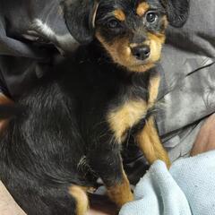 柴プー♀