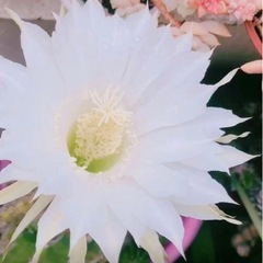 サボテンの画像