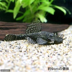 ミニブッシープレコ 5匹