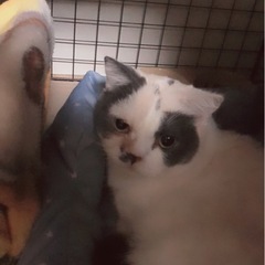 短足マンチカン