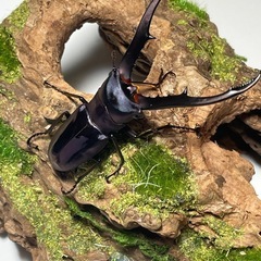 【未使用完品ペア】メタリフェルホソアカクワガタ　亜種フィナエ　