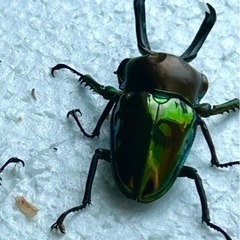 親虫大型　ニジイロクワガタ　グリーン2齢幼虫