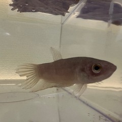 ワイルド　ベタ　プグナックス