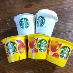 スタバプリンカップ