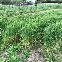 5月6日(火曜日)9時～農作業(自然栽培)のお手伝いお願い…