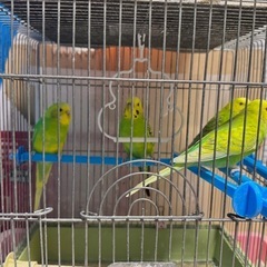 セキセイインコ 4羽