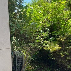 草刈り、お家の片付け、外構等🏠