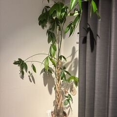 【無料】観葉植物　パキラ 高さ約170 cm│移動式＋水受け台付...