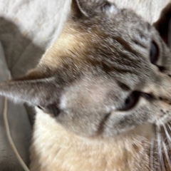 家族が急に猫アレルギーを発症したため