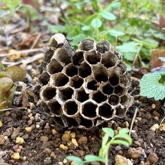🐝 神奈川県全域対応！蜂・害虫駆除なら8,000円～【便利屋Raku蜂退治部隊】へ！ - 横浜市