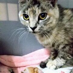 子育て中の綺麗なサビちゃん(およそ2歳)