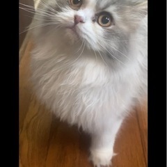 【里親募集中】足長マンチカン　男の子