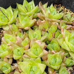 ウンブラティコラ多肉植物