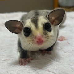 💙モモンガベビー💙