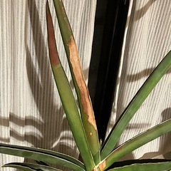 サンスベリア ロブスター ブルー 　珍奇植物 レア 希少 の画像