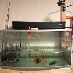 100cm 湾曲水槽