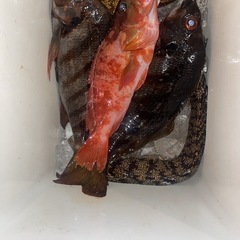 釣り友募集中
