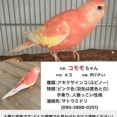 ピンク色のインコを探しています！(謝礼あり)
