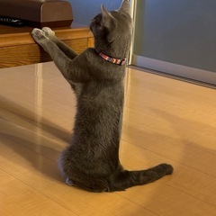 雑種男の子推定2歳