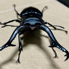 ギラファノコギリクワガタ　104×49