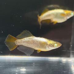 橙（トウ）メダカ　有精卵15＋α　西郷メダカ様血統