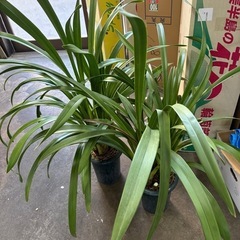 シンビジウム　差し上げます