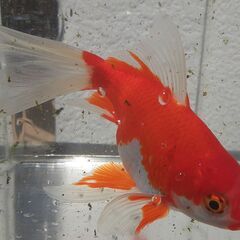 金魚（コメット）あげます