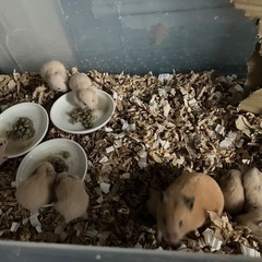【募集終了】キンクマハムスターの里親募集　お迎え可能　5/19更新 - 広島市
