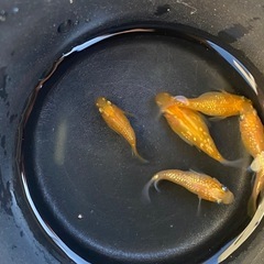 王華ダルマ　半ダルマ　5匹セット　ダルマメダカ　