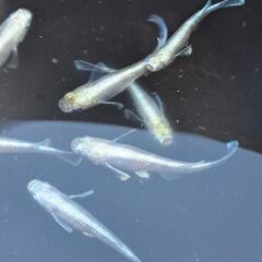 めだか　の画像