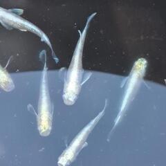 めだか　の画像