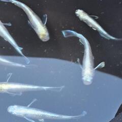めだか　の画像