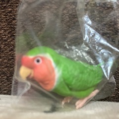 インコフィギュアの画像