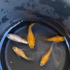 王華ダルマ　半ダルマ　5匹セット② ダルマメダカ