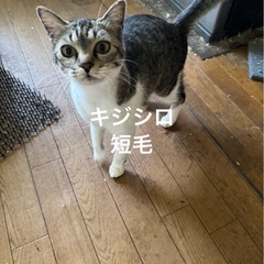 飼い主が家を出た為里親を探してます