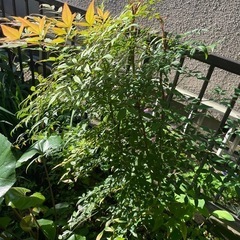 植物　センリョウ