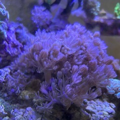 チガイウミアザミ