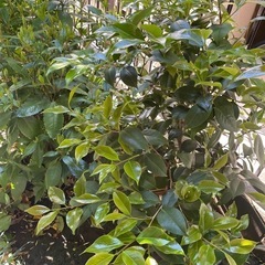 植物　椿　