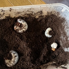 カブトムシ、ヘラヘラ幼虫
