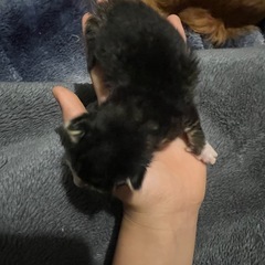 子猫の里親募集 − 千葉県