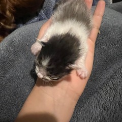 子猫の里親募集 - 猫