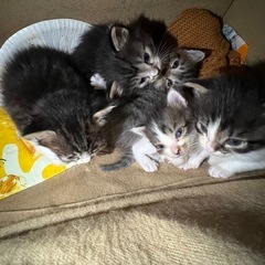 子猫の里親募集