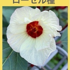ローゼル🌸育てましょう
