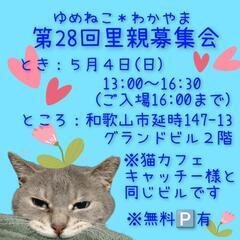 😺ゆめねこ わかやま　猫の里親募集会