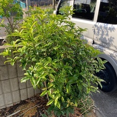 庭木⑤ 金木犀