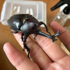 超大型カブトムシ74mm